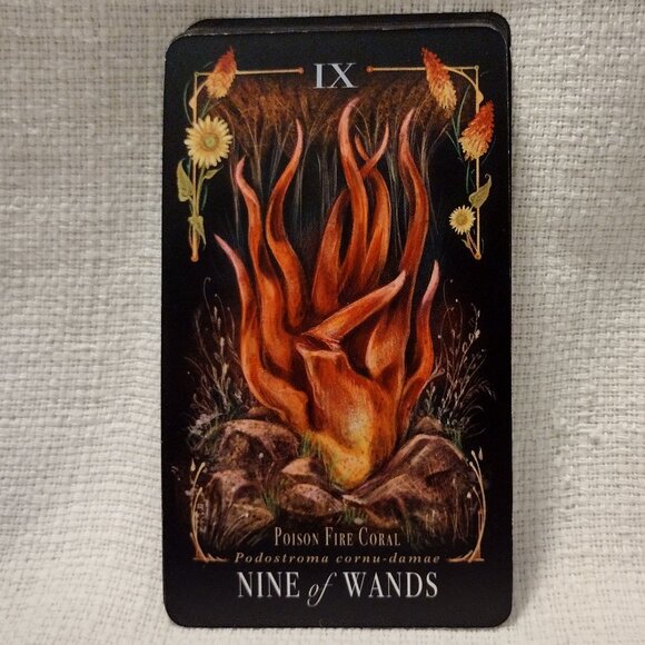 Midnight Magic - Picture 12 of 14